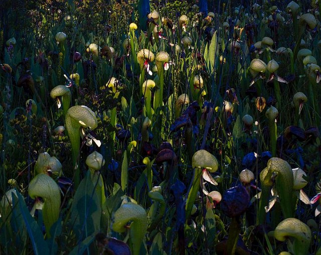 Darlingtonia Fen -California Pitcher Plant.jpg